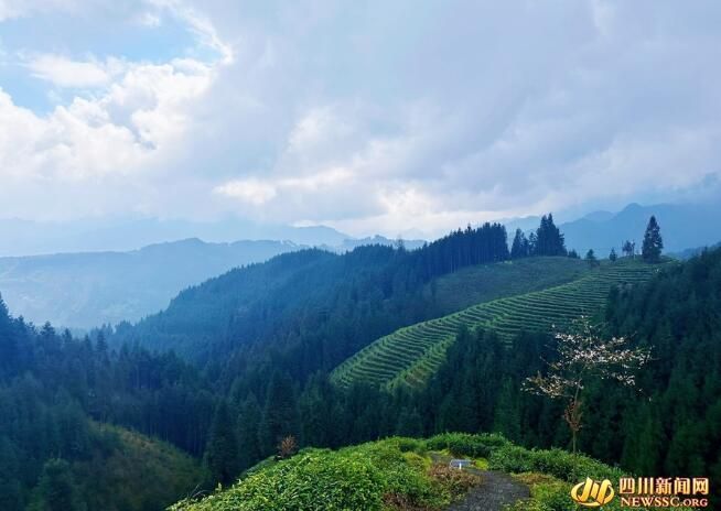有关于春茶飘香 洪雅茶农采茶忙的新闻