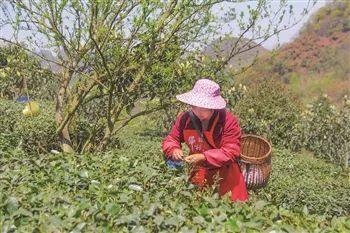 有关于穿洞街道龙新村:茶韵飘香促振兴的相关信息