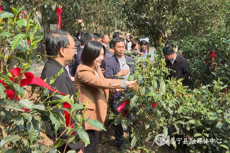 有关于​2023年“昌宁邀您来采茶”主题活动启动的信息(4)