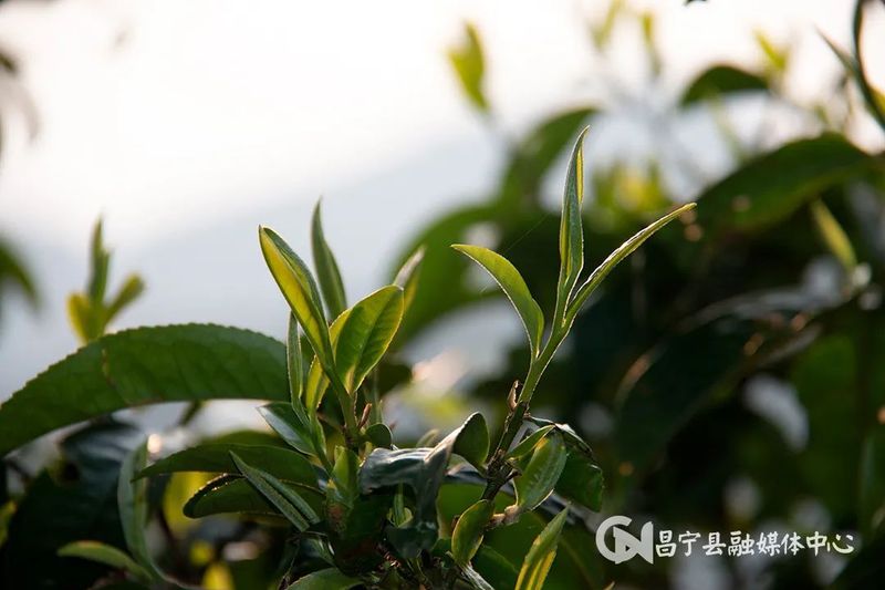 有关于​2023年“昌宁邀您来采茶”主题活动启动的信息(3)