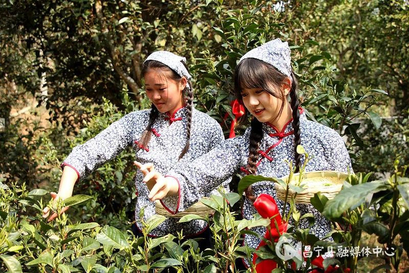 有关于​2023年“昌宁邀您来采茶”主题活动启动的信息(6)