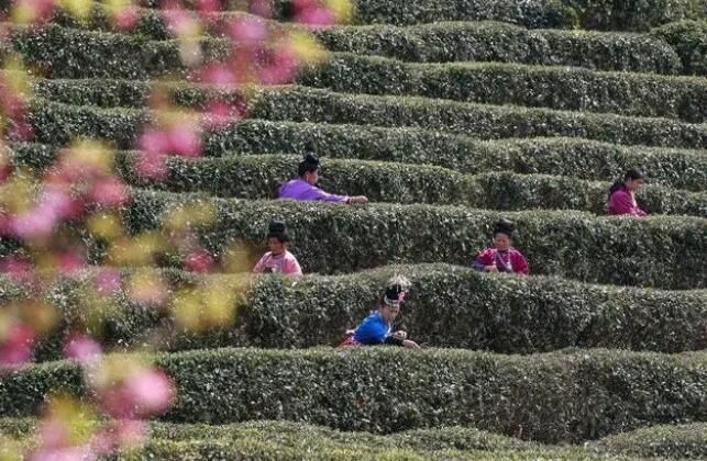 关于丹寨茶产业发展春意正浓一路向好的相关信息(2)