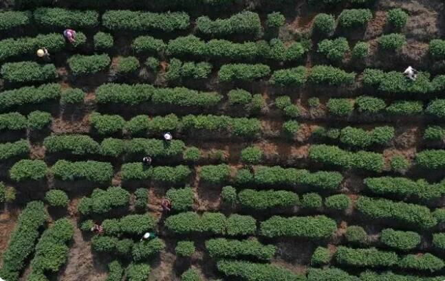 关于丹寨茶产业发展春意正浓一路向好的相关信息(1)