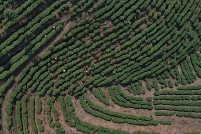 关于丹寨茶产业发展春意正浓一路向好的相关信息