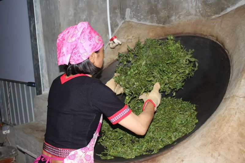 关于澜沧文东：春茶“抢鲜”采 茶香促振兴的相关信息(3)