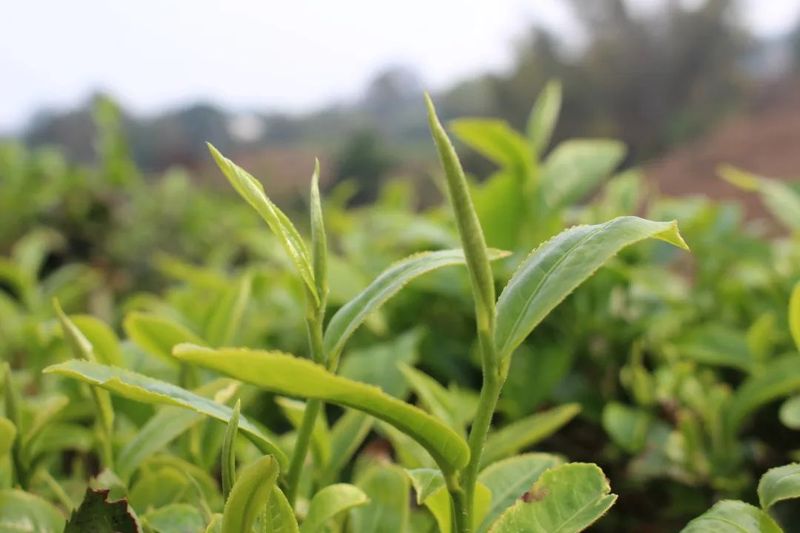关于澜沧文东：春茶“抢鲜”采 茶香促振兴的相关信息