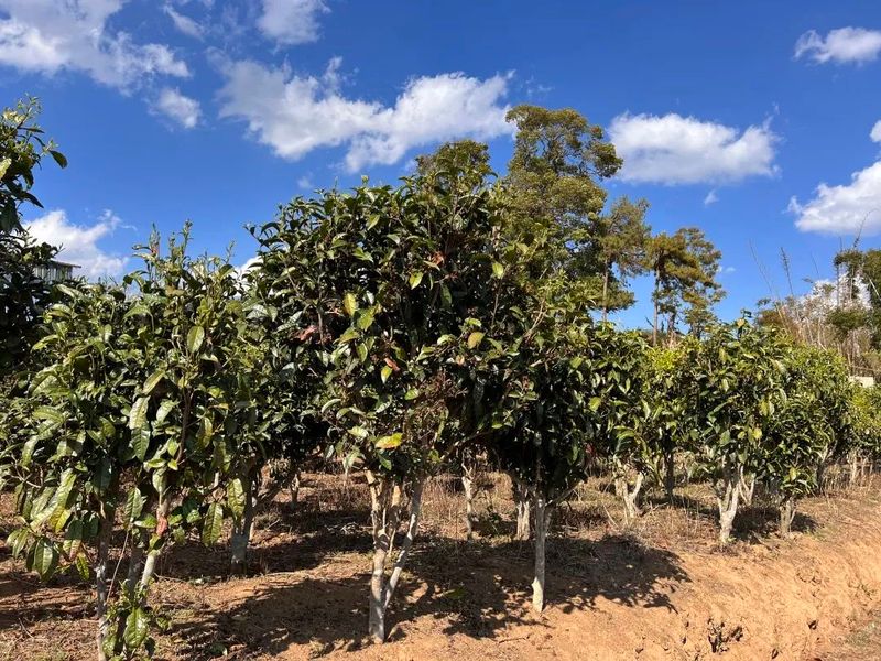 关于澜沧文东：春茶“抢鲜”采 茶香促振兴的相关信息(6)