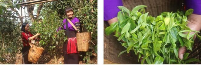 关于澜沧文东：春茶“抢鲜”采 茶香促振兴的相关信息(4)