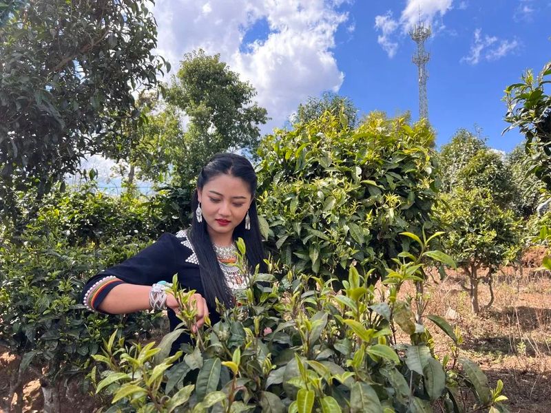 关于澜沧文东：春茶“抢鲜”采 茶香促振兴的相关信息(1)