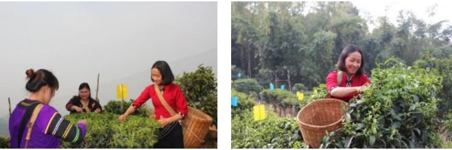 关于澜沧文东：春茶“抢鲜”采 茶香促振兴的相关信息(2)