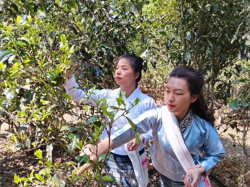 有关于来自茶林的呼唤,多地迎来春茶开采的相关内容(4)