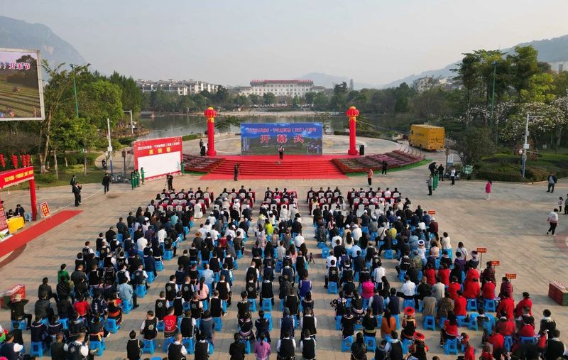 有关于来自茶林的呼唤,多地迎来春茶开采的相关内容(6)