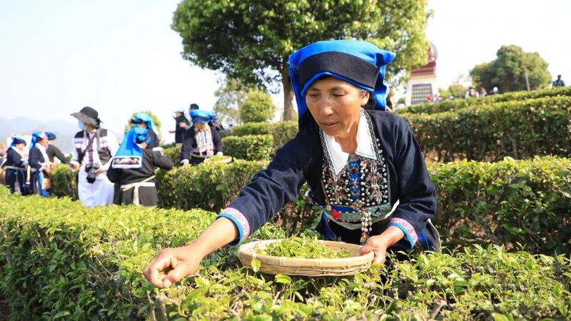 有关于来自茶林的呼唤,多地迎来春茶开采的相关内容(7)