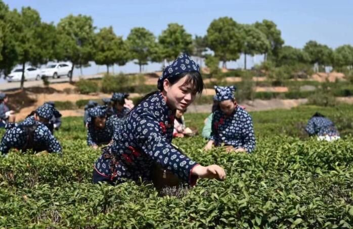 有关于罗山:春意正浓茶飘香 万亩春茶抢“鲜”采的新闻