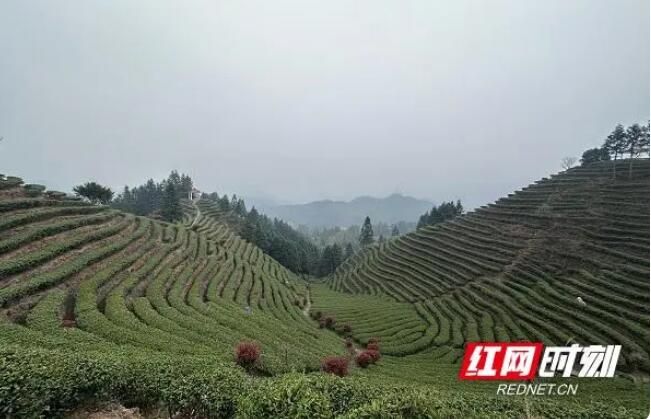 关于桂东:消防宣传“飘香”万亩茶园的最新消息(1)