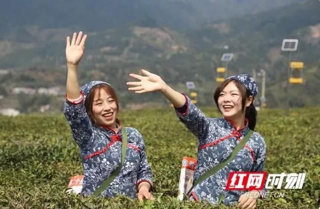 关于桂东:消防宣传“飘香”万亩茶园的最新消息