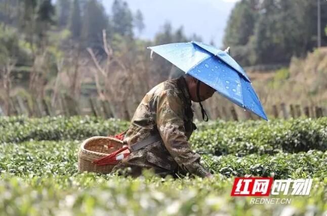 关于桂东:消防宣传“飘香”万亩茶园的最新消息(3)