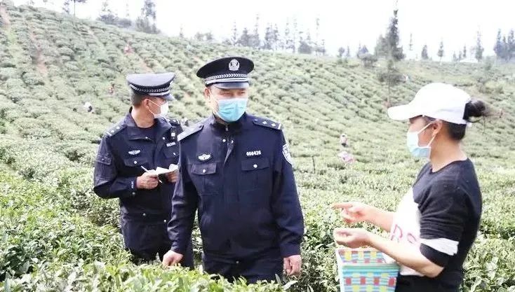 有关于黄山区:春茶萌动生产忙 交通护航茶飘香的相关内容