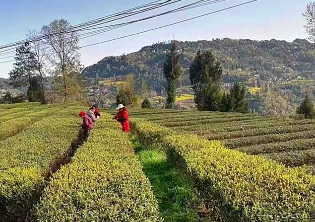 关于巴中平昌：又到采茶季 村民挣钱忙的最新消息