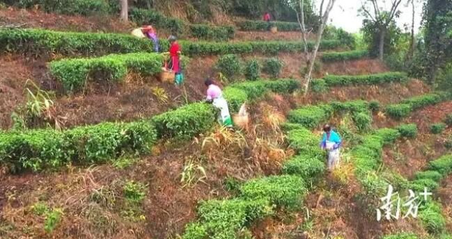 关于阳春市河朗镇:春来茶园绿 春茶采摘忙的相关内容