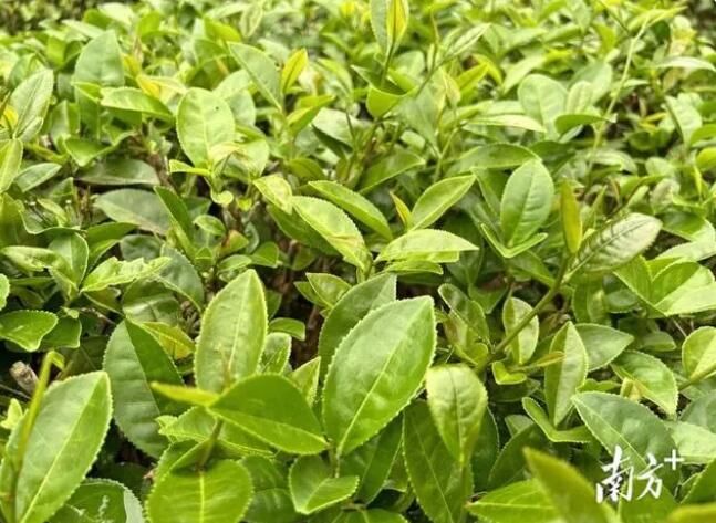 关于阳春市河朗镇:春来茶园绿 春茶采摘忙的相关内容(2)