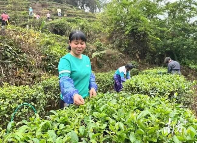 关于阳春市河朗镇:春来茶园绿 春茶采摘忙的相关内容(1)