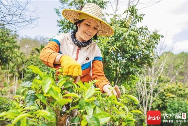 有关于白沙加强茶产品公用品牌建设 将开展5000亩有机茶园认证的相关内容