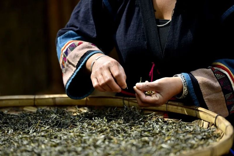 有关于勐海县各茶山 春暖茶飘香 茶农采茶忙的资讯(4)