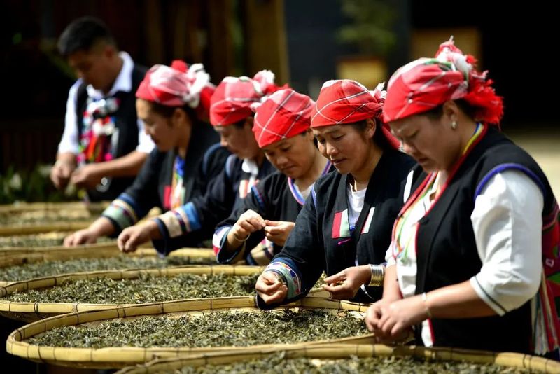 有关于勐海县各茶山 春暖茶飘香 茶农采茶忙的资讯(3)