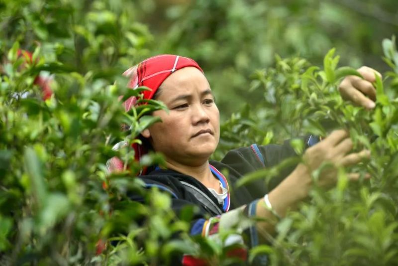 有关于勐海县各茶山 春暖茶飘香 茶农采茶忙的资讯