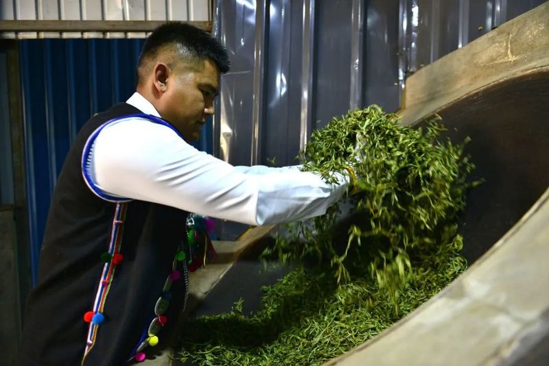 有关于勐海县各茶山 春暖茶飘香 茶农采茶忙的资讯(2)