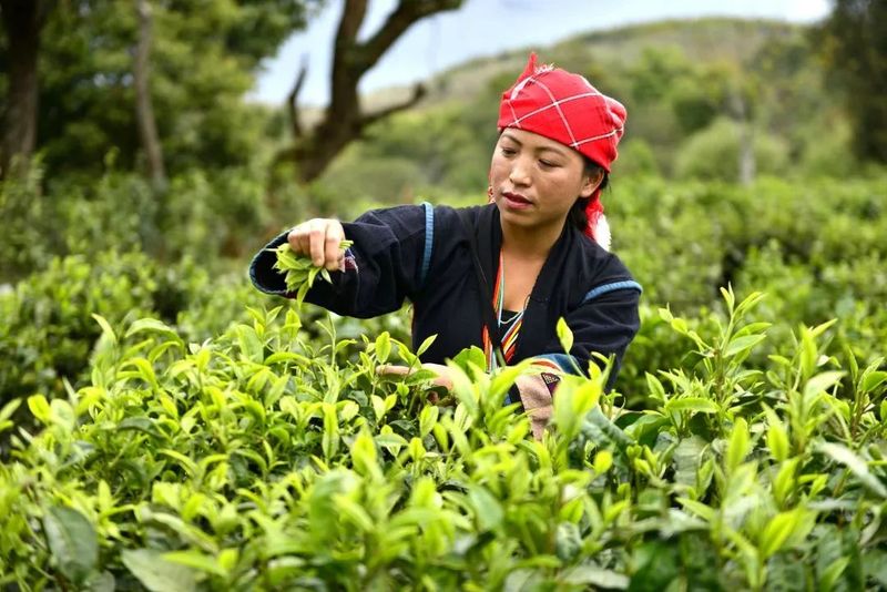 有关于勐海县各茶山 春暖茶飘香 茶农采茶忙的资讯(1)