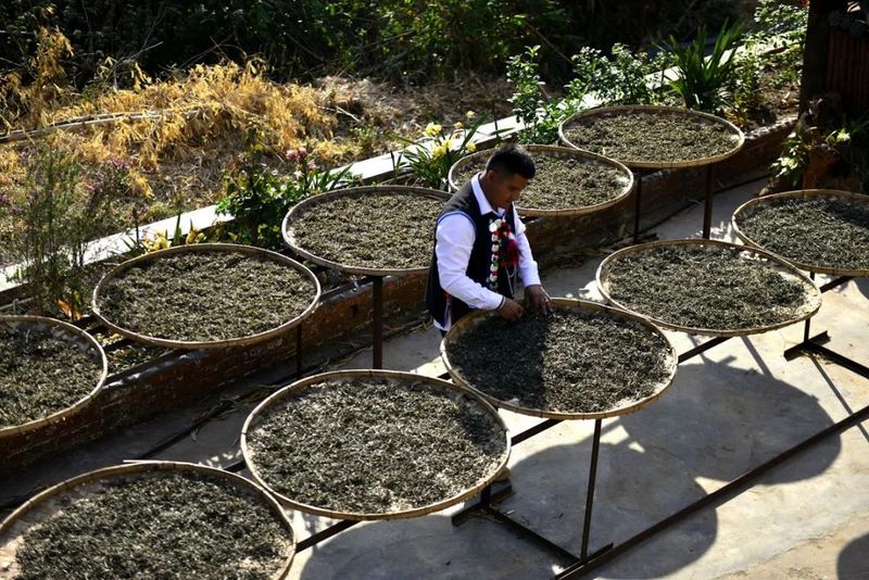 有关于勐海县各茶山 春暖茶飘香 茶农采茶忙的资讯(5)