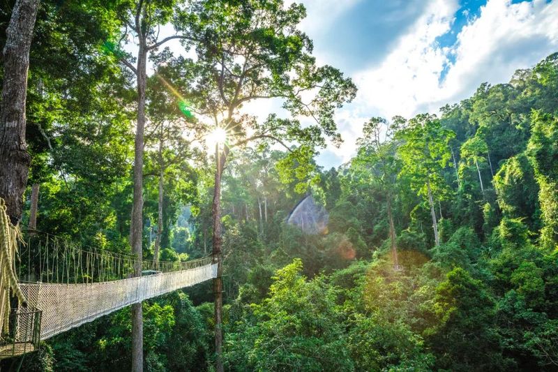 关于象往的地方·向往的好茶 走进普洱茶的朝圣之地的相关内容(2)