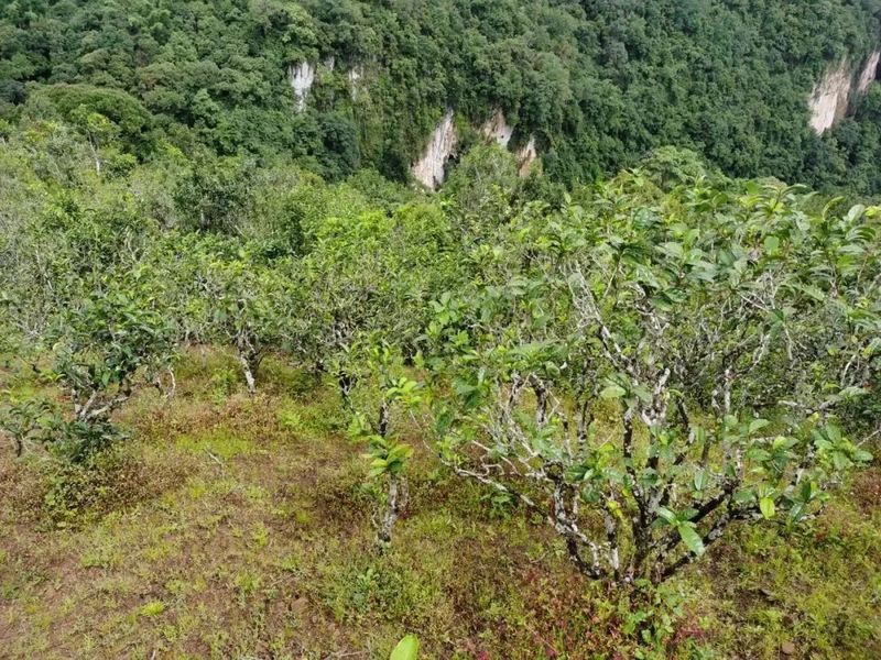 有关于沧源：怕拍村“以茶为引”全力助推乡村振兴的资讯(6)