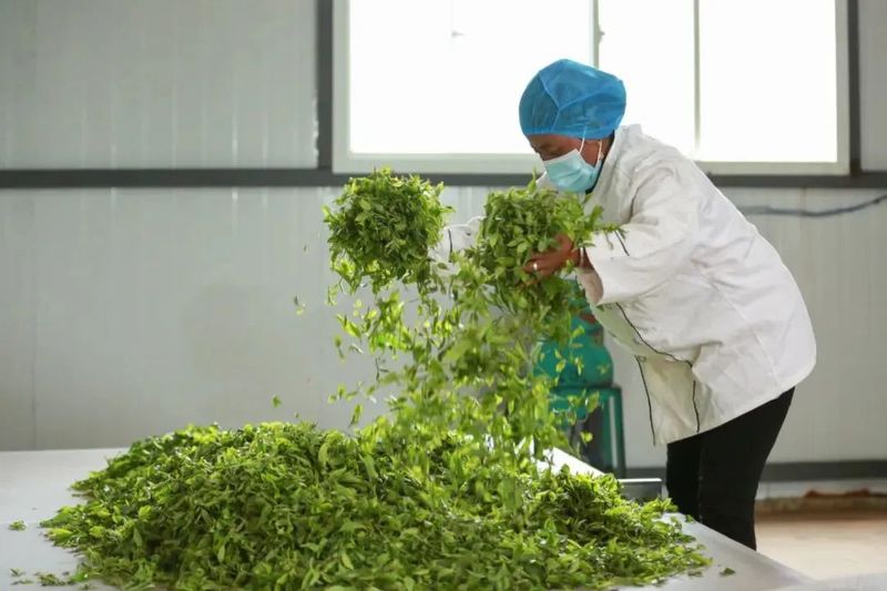 有关于沧源：怕拍村“以茶为引”全力助推乡村振兴的资讯(4)