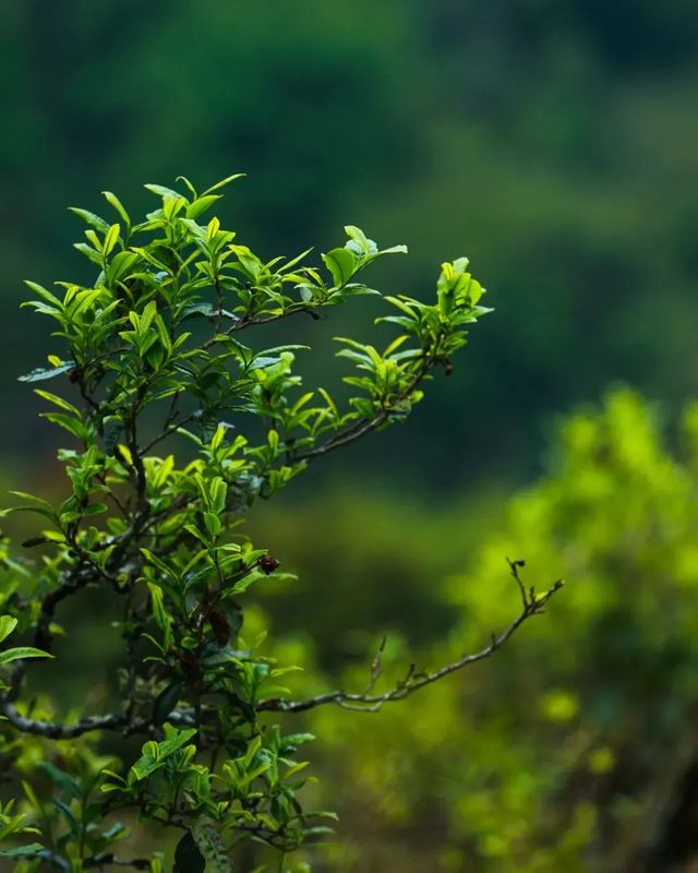 有关于沧源：怕拍村“以茶为引”全力助推乡村振兴的资讯