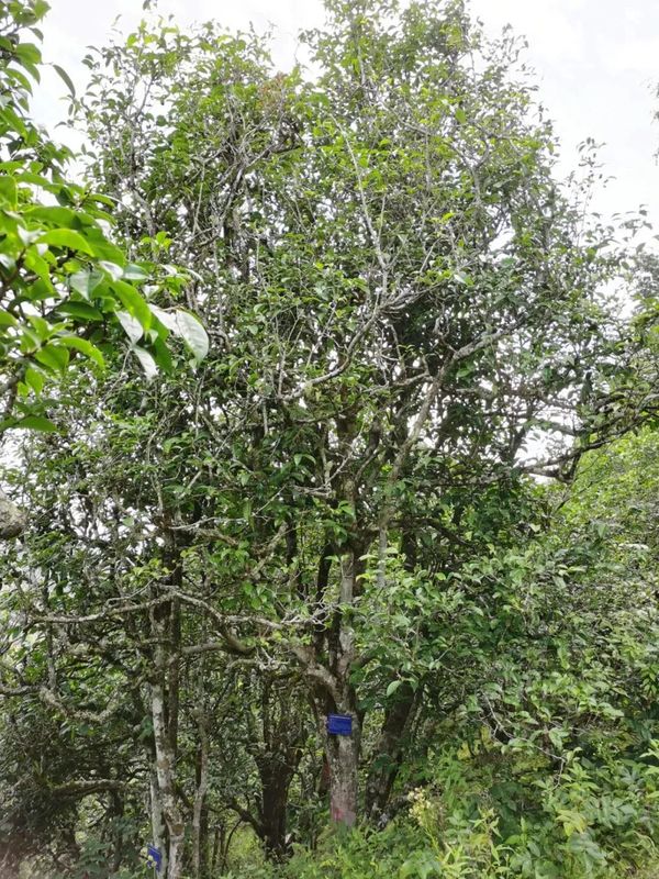 有关于沧源：怕拍村“以茶为引”全力助推乡村振兴的资讯(1)