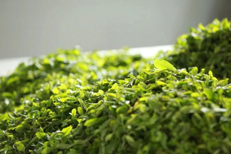 有关于沧源：怕拍村“以茶为引”全力助推乡村振兴的资讯(5)