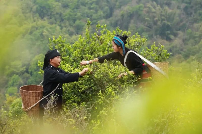 有关于沧源：怕拍村“以茶为引”全力助推乡村振兴的资讯(3)