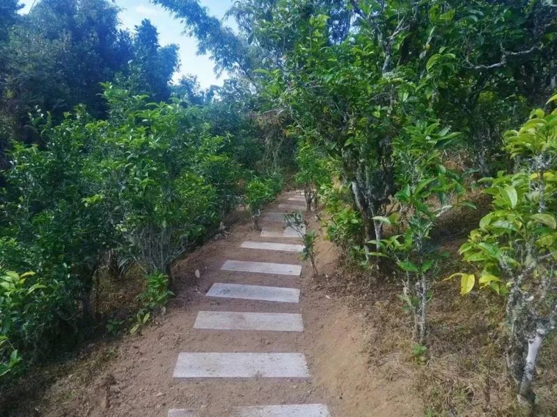 有关于沧源：怕拍村“以茶为引”全力助推乡村振兴的资讯(2)