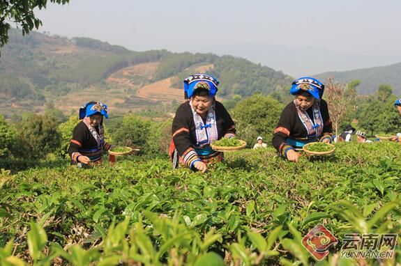 关于来宁洱茶山，赴一场春日之约——2023年国际·宁洱普洱茶（贡茶）开采节的消息(2)