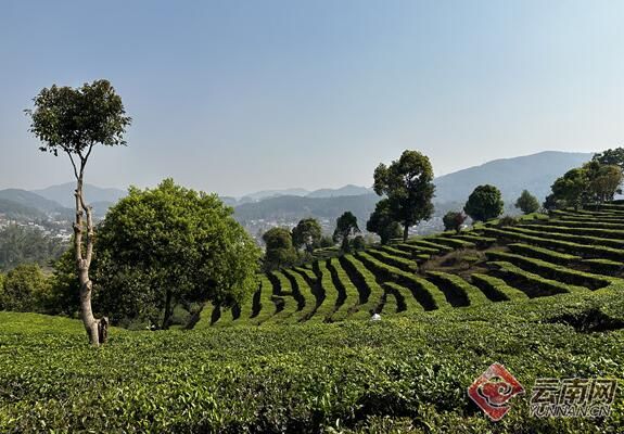 关于来宁洱茶山，赴一场春日之约——2023年国际·宁洱普洱茶（贡茶）开采节的消息(3)