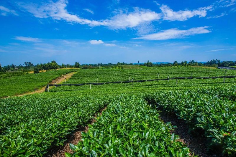 关于雅安“蒙顶山茶”品牌价值43.99亿元！的信息(4)