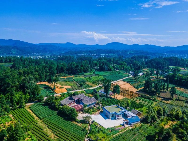 关于雅安“蒙顶山茶”品牌价值43.99亿元！的信息(2)