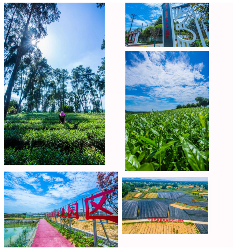 关于雅安“蒙顶山茶”品牌价值43.99亿元！的信息(1)