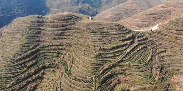 关于坡贡镇：春茶吐新绿 采摘正当时的消息