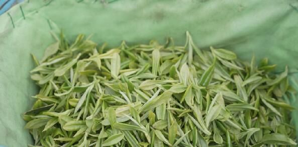 关于坡贡镇：春茶吐新绿 采摘正当时的消息(3)