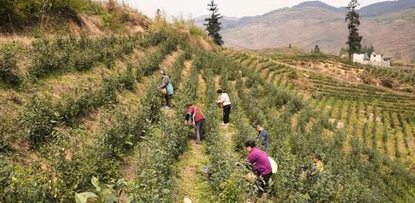 关于坡贡镇：春茶吐新绿 采摘正当时的消息(2)