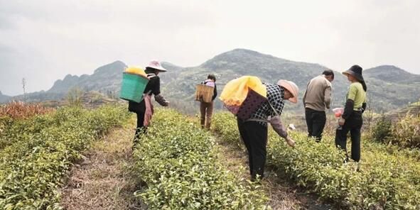 关于坡贡镇：春茶吐新绿 采摘正当时的消息(1)